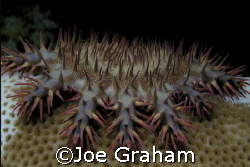 Crown of Thorns. Taken in the shallow waters near Marsa A... by Joe Graham 